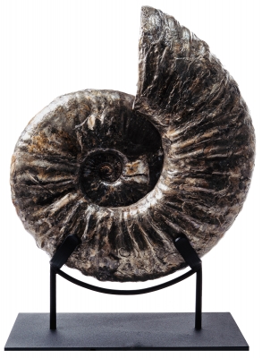 Аммонит Deshayesites sp. 