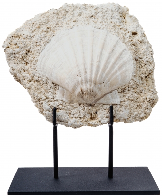 Морской гребешок Gigantopectens sp.