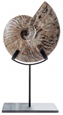 Аммонит Cleoniceras sp.