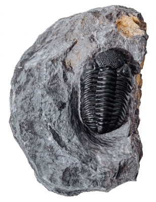 Трилобит Barrandeops sp.