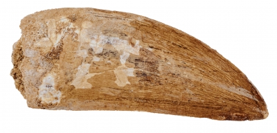 Зуб динозавра Carcharodontosaurus saharicus