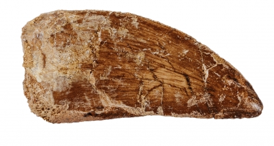 Зуб динозавра Carcharodontosaurus saharicus