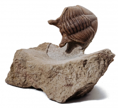 Трилобит Asaphus punctatus 
