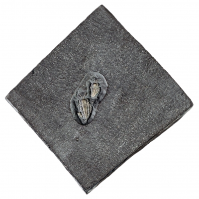 Трилобиты Triarthrus eatoni