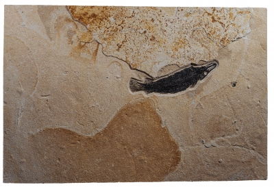 Панцирная щука Atractosteus Lapidosteus