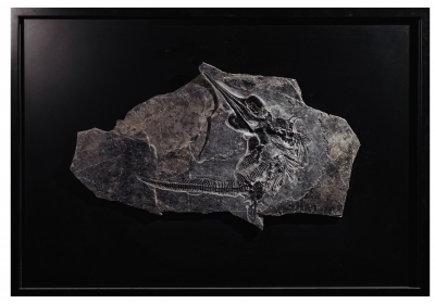 Скелет ихтиозавра Mixosaurus sp.