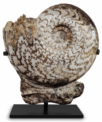 Аммонит Eparietites denotatus