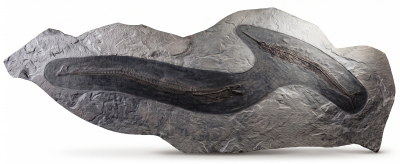 Рыбы Palaeorhynchus sp. и Lepidopus sp.