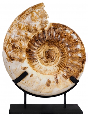 Аммонит Kranaosphinctes sp.