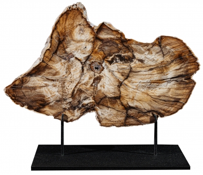 Окаменелый дуб Quercus sp.