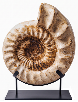 Аммонит Kranaosphinctes sp.