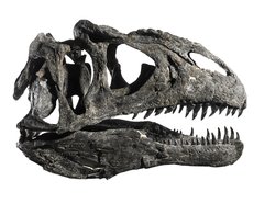 Череп динозавра Allosaurus