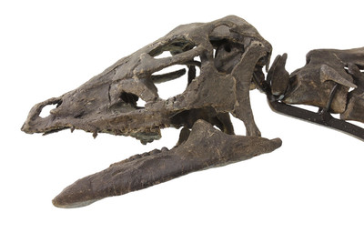 Скелет динозавра Dryosaurus sp.