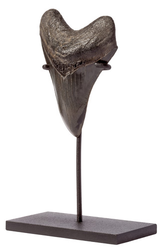 Зуб мегалодона 10,8 см музейного качества