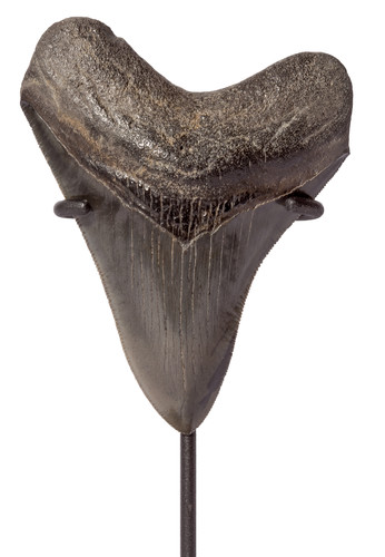Зуб мегалодона 10,8 см музейного качества