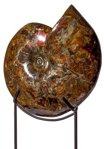 Аммонит Craspedodiscus discofalcatus 