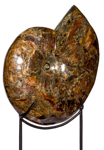 Аммонит Craspedodiscus discofalcatus 