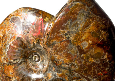 Аммонит Craspedodiscus discofalcatus 