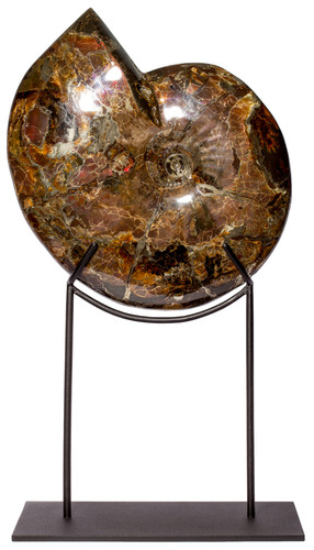 Аммонит Craspedodiscus discofalcatus 