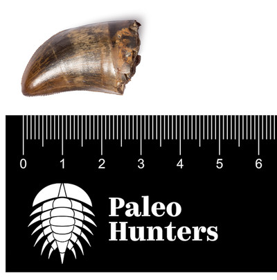 Зуб тираннозавра