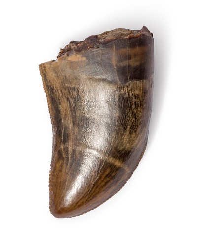 Зуб тираннозавра