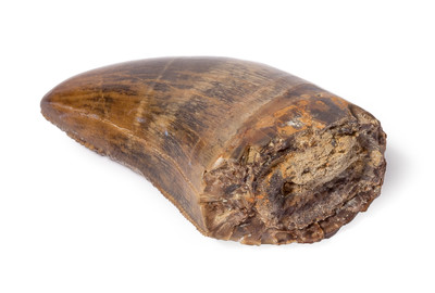 Зуб тираннозавра