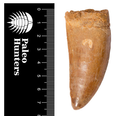 Зуб динозавра Carcharodontosaurus saharicus