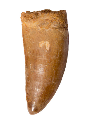 Зуб динозавра Carcharodontosaurus saharicus