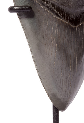 Зуб мегалодона 9,8 см коллекционного качества 