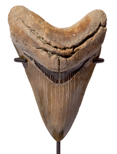Зуб мегалодона 12,5 см коллекционного качества