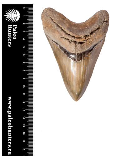 Зуб мегалодона 12,5 см коллекционного качества