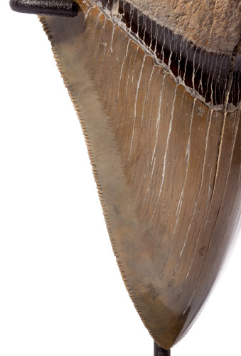 Зуб мегалодона 12,5 см коллекционного качества