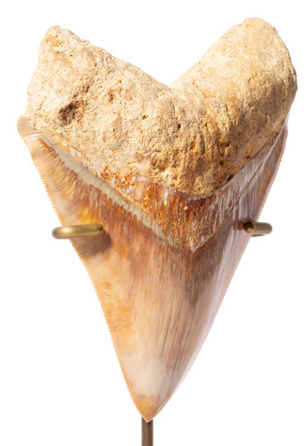 Зуб мегалодона 14 см музейного качества 