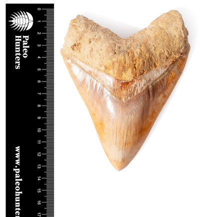 Зуб мегалодона 14 см музейного качества 