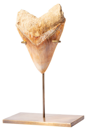 Зуб мегалодона 14 см музейного качества 