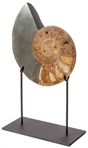 Аммонит Parahoplites sp. 