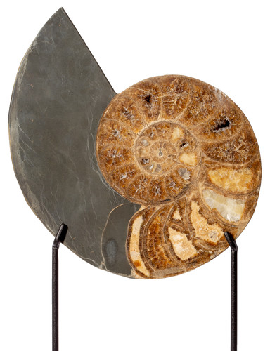 Аммонит Parahoplites sp. 