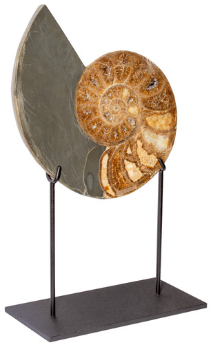 Аммонит Parahoplites sp. 