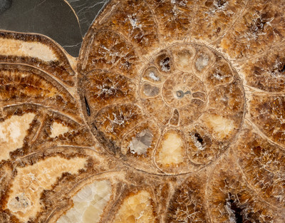 Аммонит Parahoplites sp. 