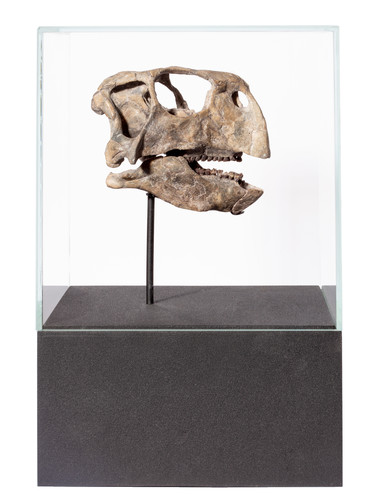 Череп динозавра Psittacosaurus sp.