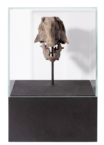 Череп динозавра Psittacosaurus sp.