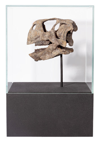 Череп динозавра Psittacosaurus sp.