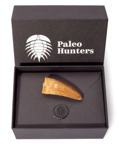 Зуб динозавра Carcharodontosaurus saharicus