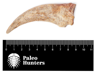 Коготь спинозавра