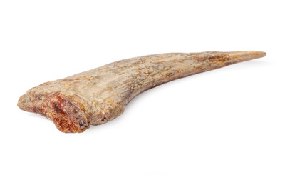 Коготь спинозавра