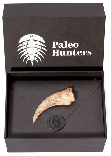 Коготь спинозавра