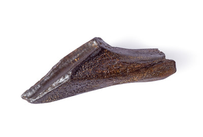 Зуб динозавра Edmontosaurus