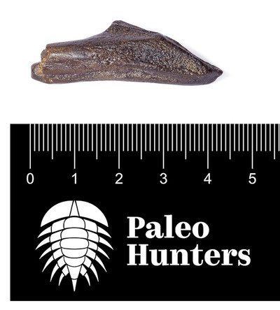 Зуб динозавра Edmontosaurus