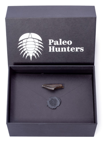 Зуб динозавра Edmontosaurus