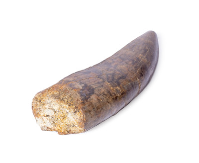 Зуб тираннозаврида